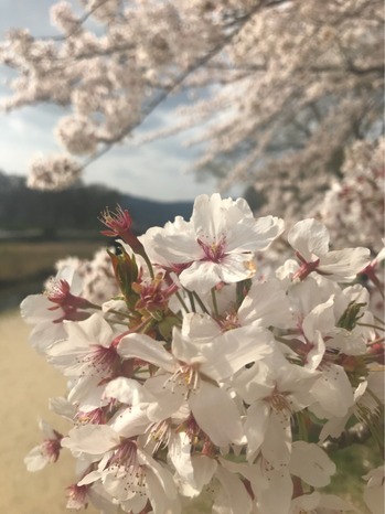 鴨川　桜　猪名川町　さくら祭り　杉田デンタルクリニック.jpg